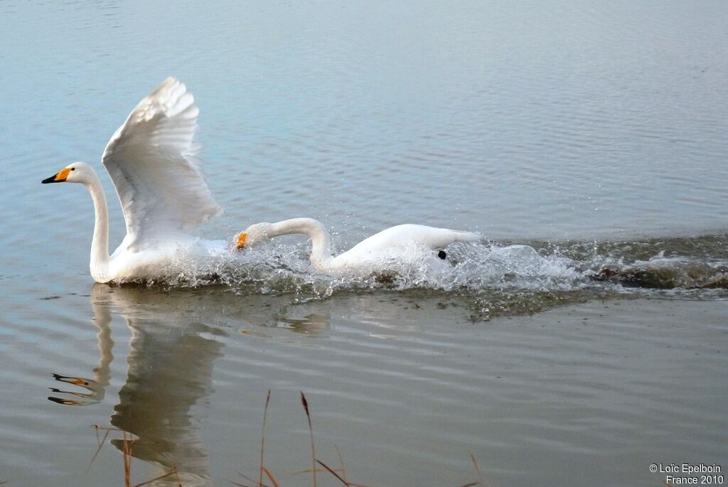 Cygne chanteur