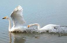 Cygne chanteur