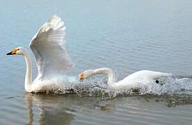 Whooper Swan