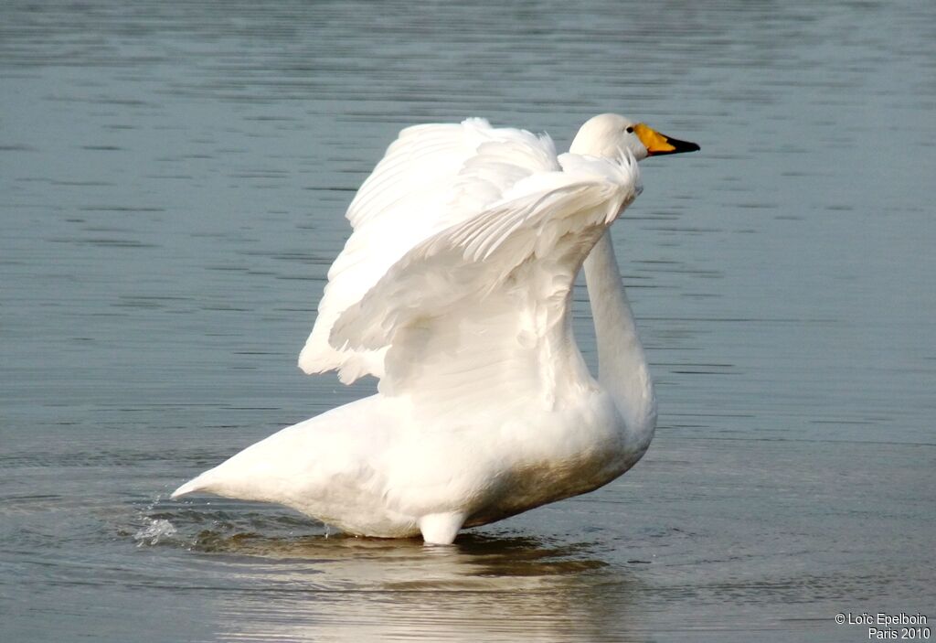 Cygne chanteur