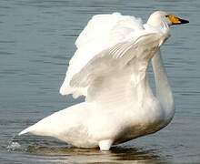 Whooper Swan