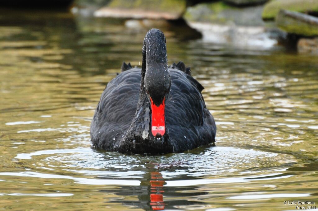 Cygne noir