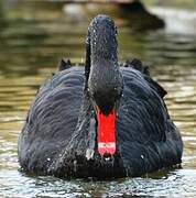 Black Swan