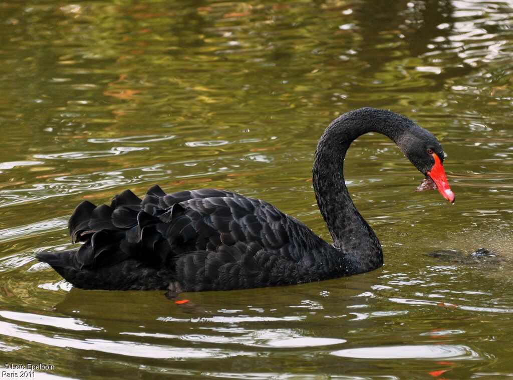 Cygne noir