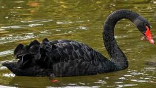 Black Swan