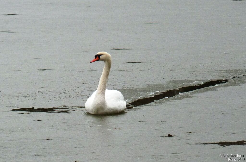 Cygne tuberculé