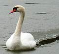 Cygne tuberculé