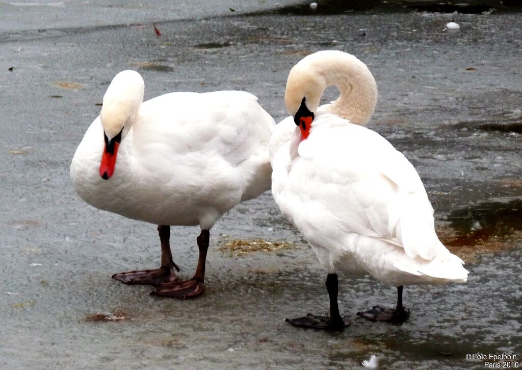 Mute Swan