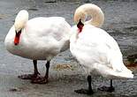 Cygne tuberculé