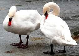 Mute Swan