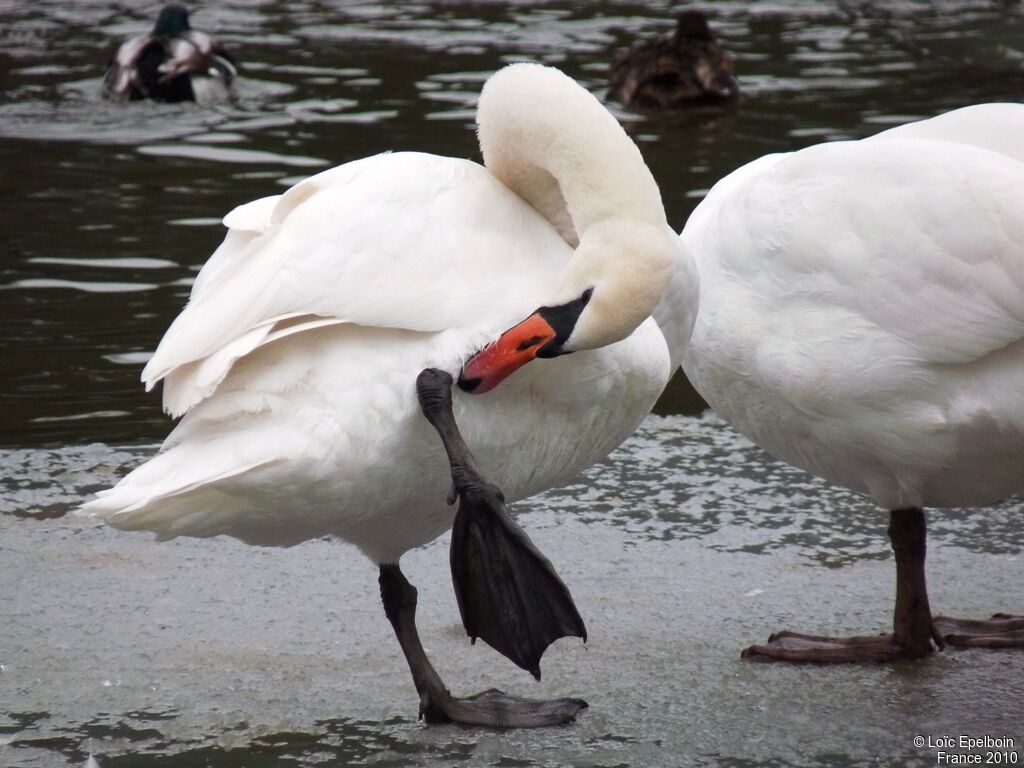 Cygne tuberculé