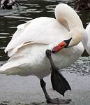 Cygne tuberculé