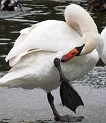 Mute Swan