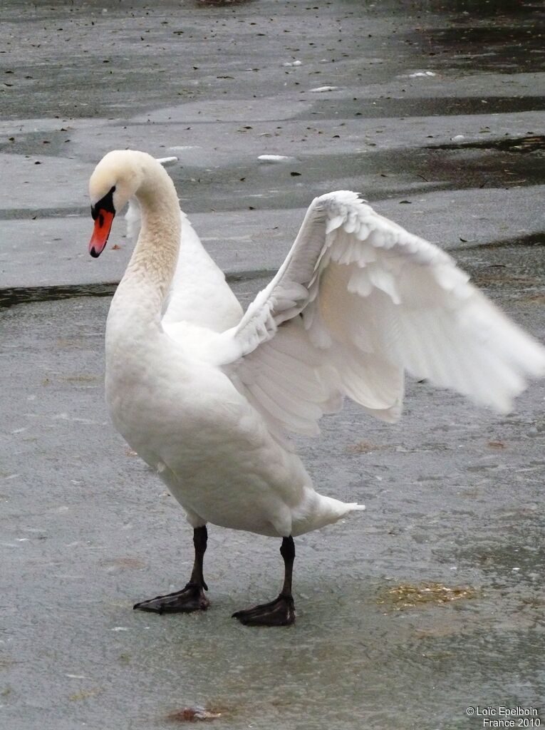 Cygne tuberculé