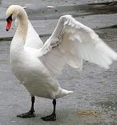 Cygne tuberculé