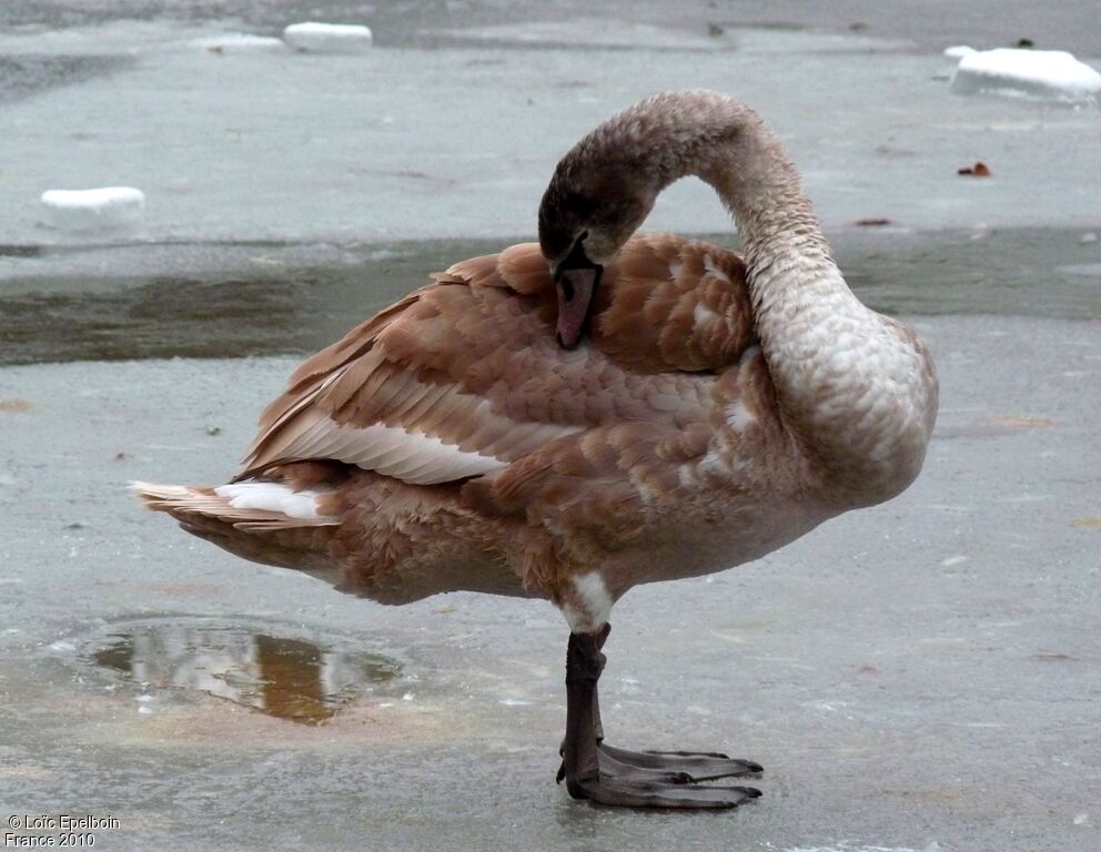 Cygne tuberculé