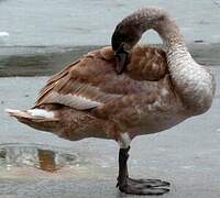 Mute Swan