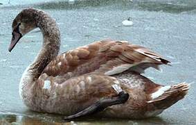 Cygne tuberculé