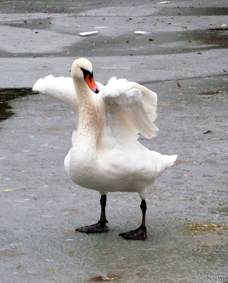 Mute Swan