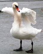 Cygne tuberculé