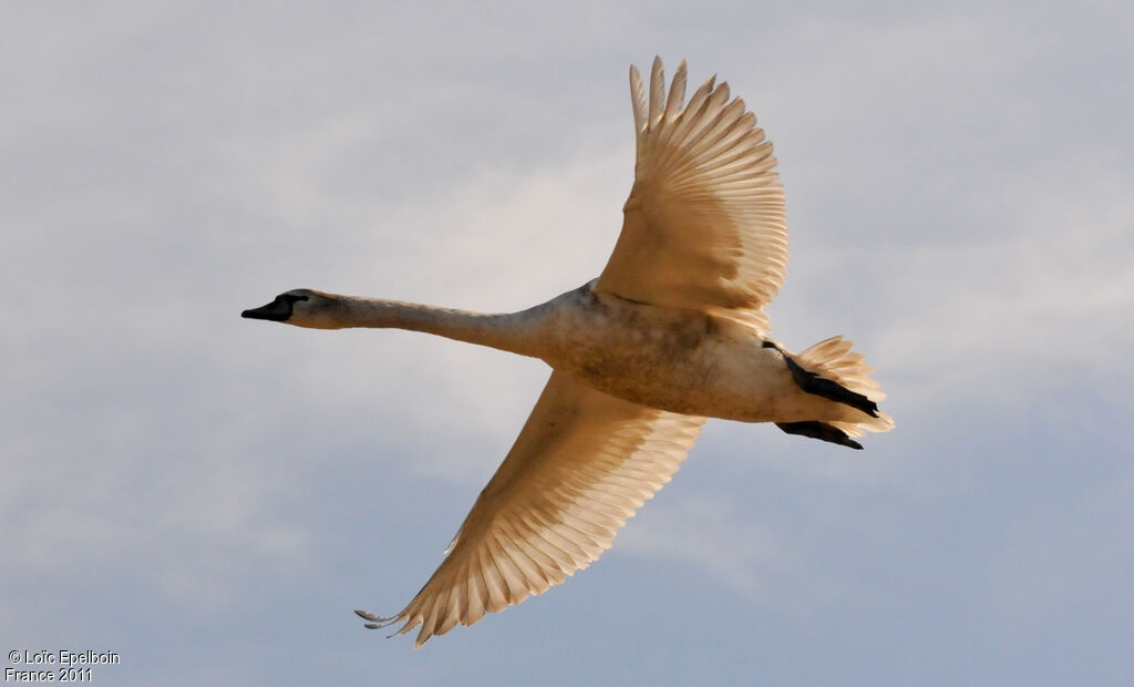 Mute Swan