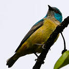 Dacnis à cuisses rouges