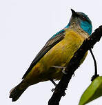Dacnis à cuisses rouges