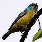 Dacnis à cuisses rouges