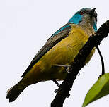 Dacnis à cuisses rouges