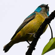 Scarlet-thighed Dacnis