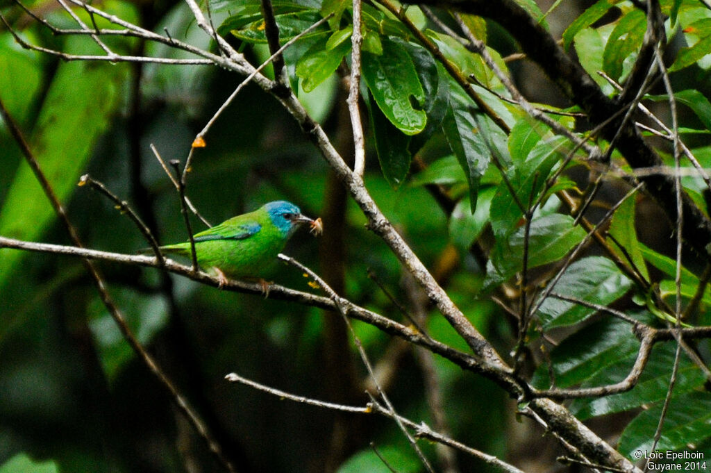 Dacnis bleu