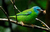 Dacnis bleu