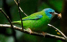 Blue Dacnis