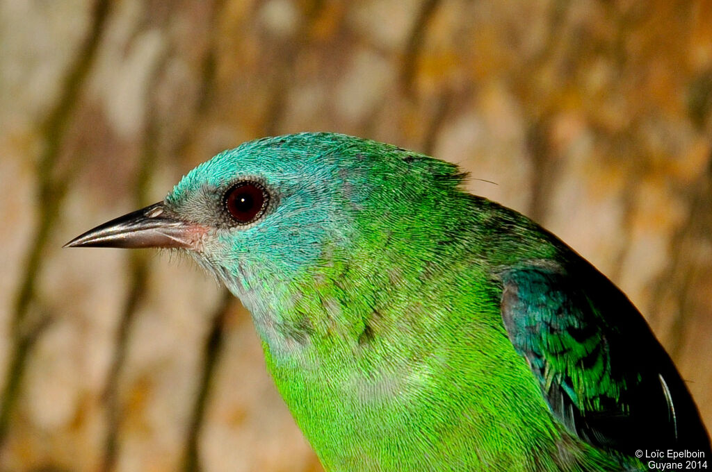 Blue Dacnis