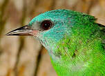 Dacnis bleu