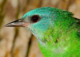 Dacnis bleu