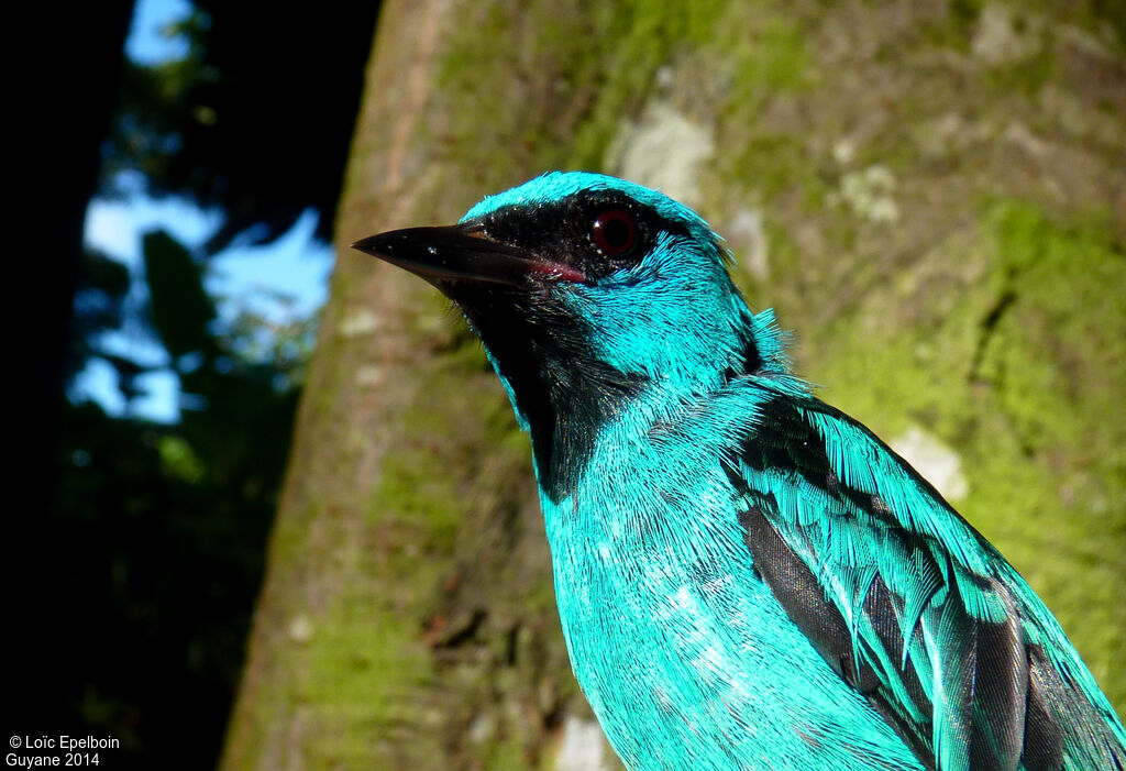 Dacnis bleu mâle adulte