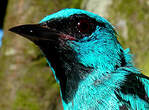 Dacnis bleu