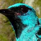 Dacnis bleu