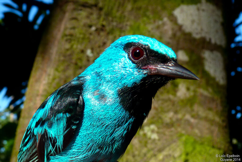 Dacnis bleu