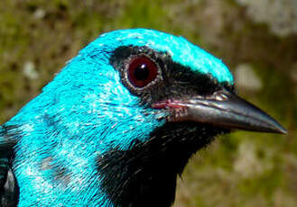 Dacnis bleu