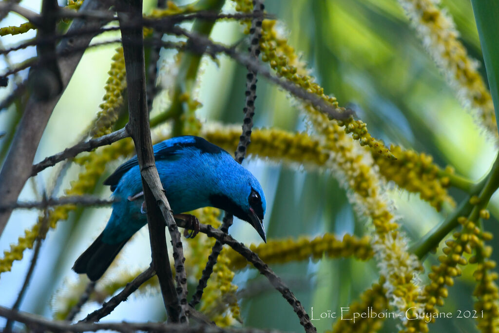 Dacnis bleu