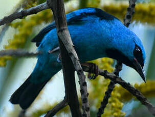 Dacnis bleu