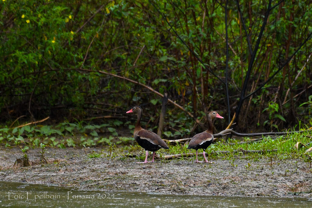 Dendrocygne à ventre noir