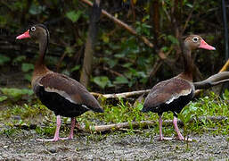 Dendrocygne à ventre noir