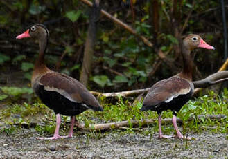 Dendrocygne à ventre noir