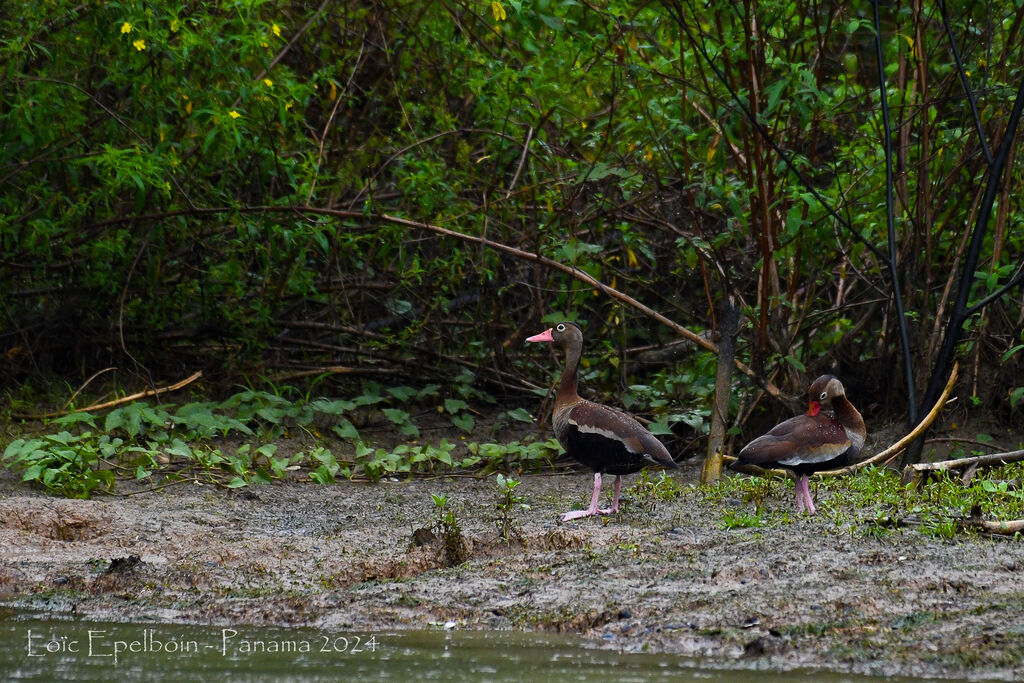 Dendrocygne à ventre noir