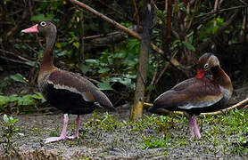 Dendrocygne à ventre noir