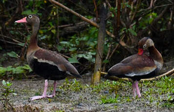 Dendrocygne à ventre noir