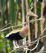 Dendrocygne à ventre noir